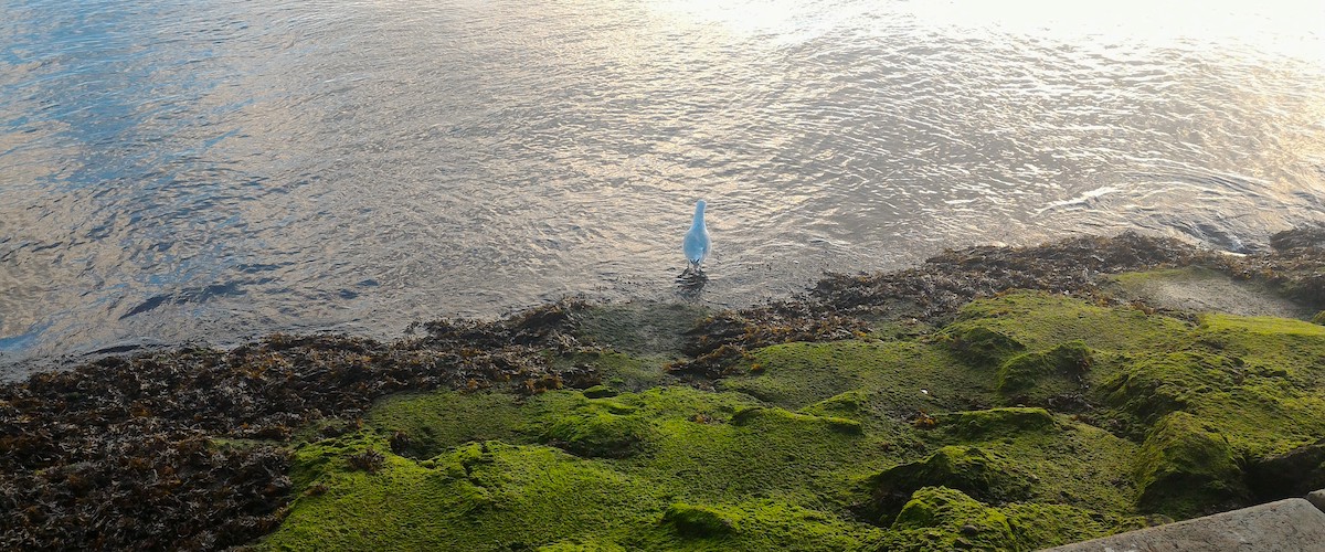 Meeuw, Hoek van Holland